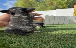 Chihuahua perros en venta: CHIHUAHUA-OJOS AZULES - Imagen 2
