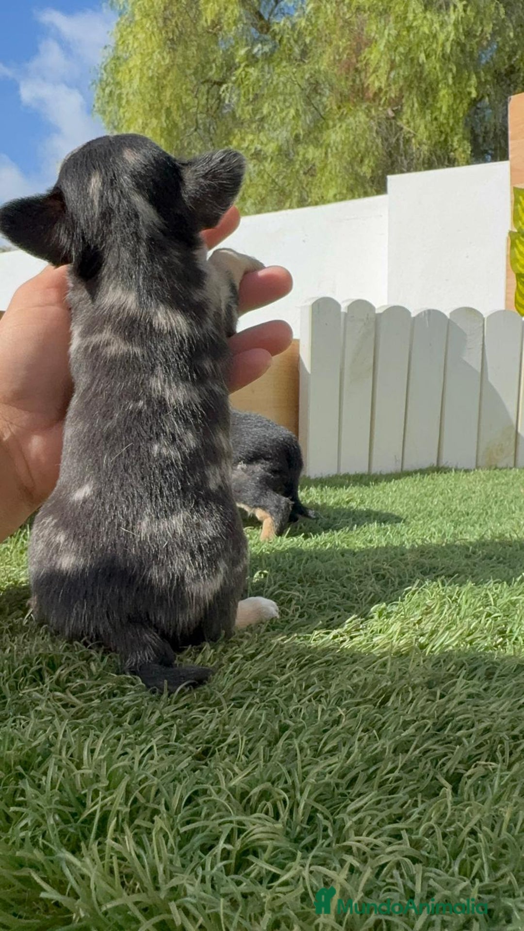 Chihuahua perros en venta: CHIHUAHUA-OJOS AZULES - Imagen 2