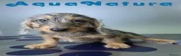 Teckel perros en venta: Teckel Hembra Pelo Largo Arlequin - Anuncio 10
