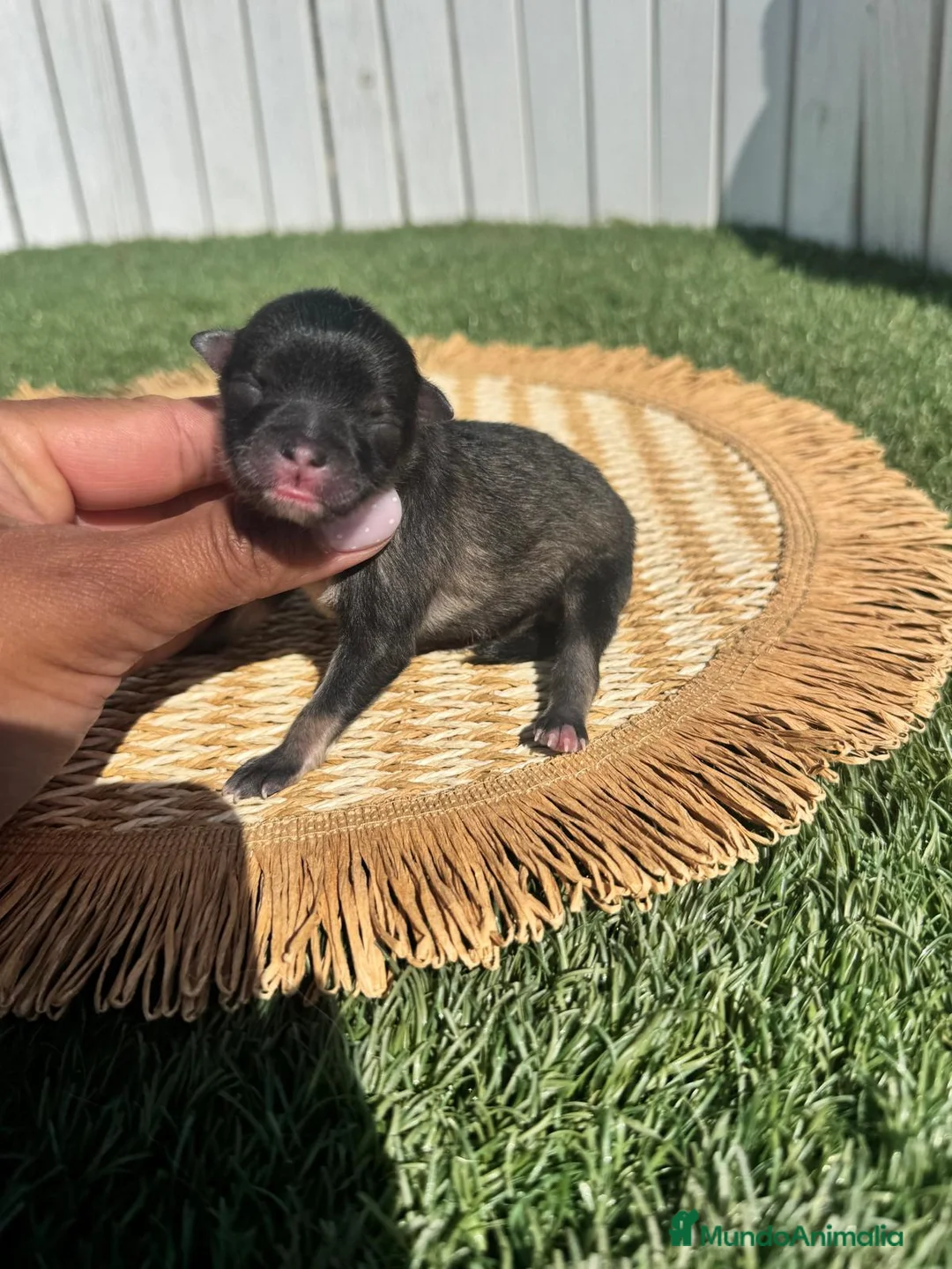 Pomerania perros en venta: POOMERANIA - Anuncio 1