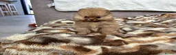 Pomerania perros en venta: Pomerania mini  - Anuncio 2
