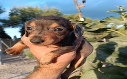 Teckel perros en venta: Teckels miniatura  - Imagen 7