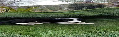 Border Collie 4