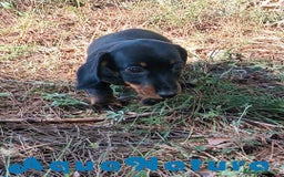 Teckel Miniatura perros en venta: Teckel Macho de Tiana y Tilo 4491 AQUANATURA - Imagen 4