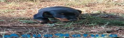 Teckel Miniatura perros en venta: Teckel Macho de Tiana y Tilo 4491 AQUANATURA - Anuncio 4