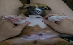 American Staffordshire-Terrier perros en venta: Américan staffordshire terrier  - Imagen 2