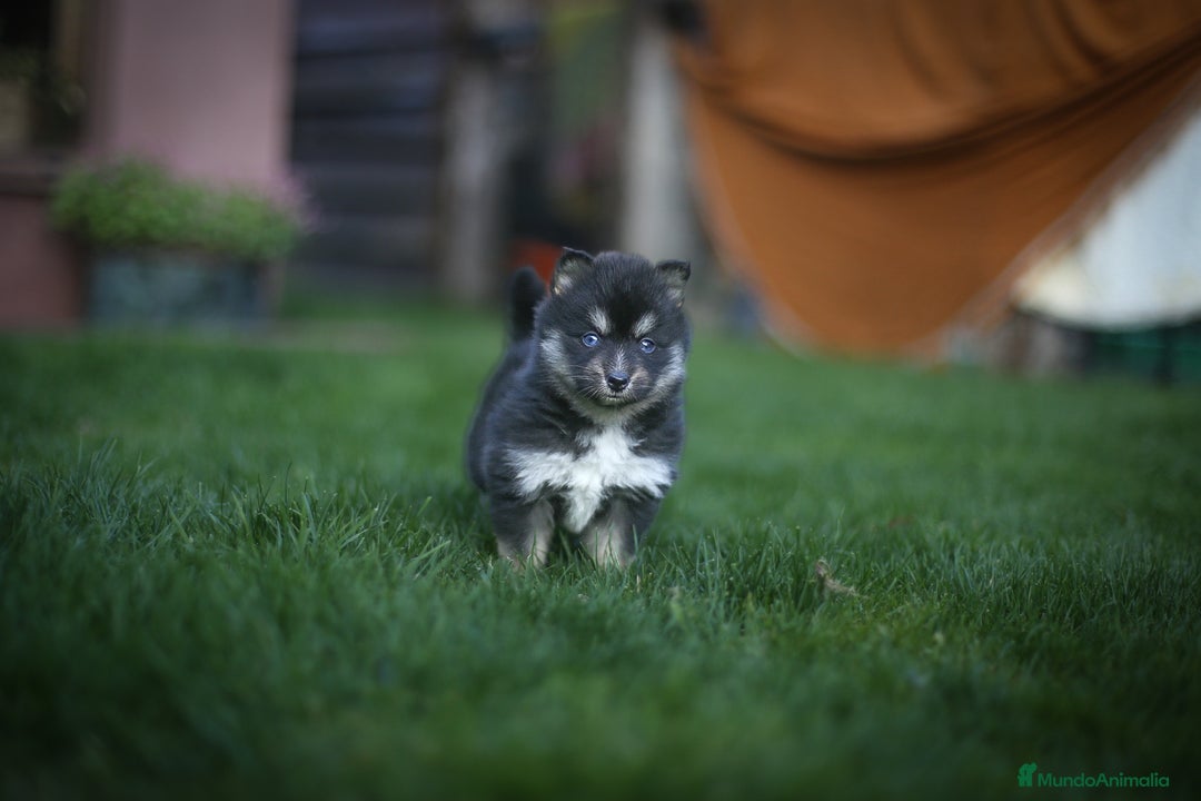 Pomsky perros en venta: Pomsky Toy F3 - Imagen 2