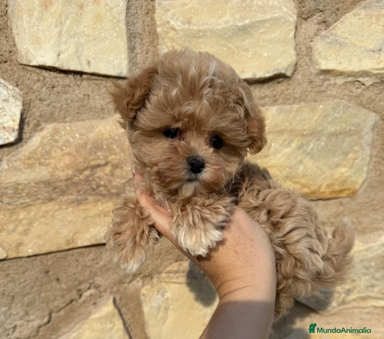 Maltipoo perros Maltipoo toy muy chiquitín !!! - Anuncio 1