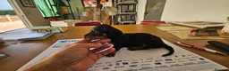 Teckel perros en venta: Cachorritos teckel KaniChen  - Anuncio 2