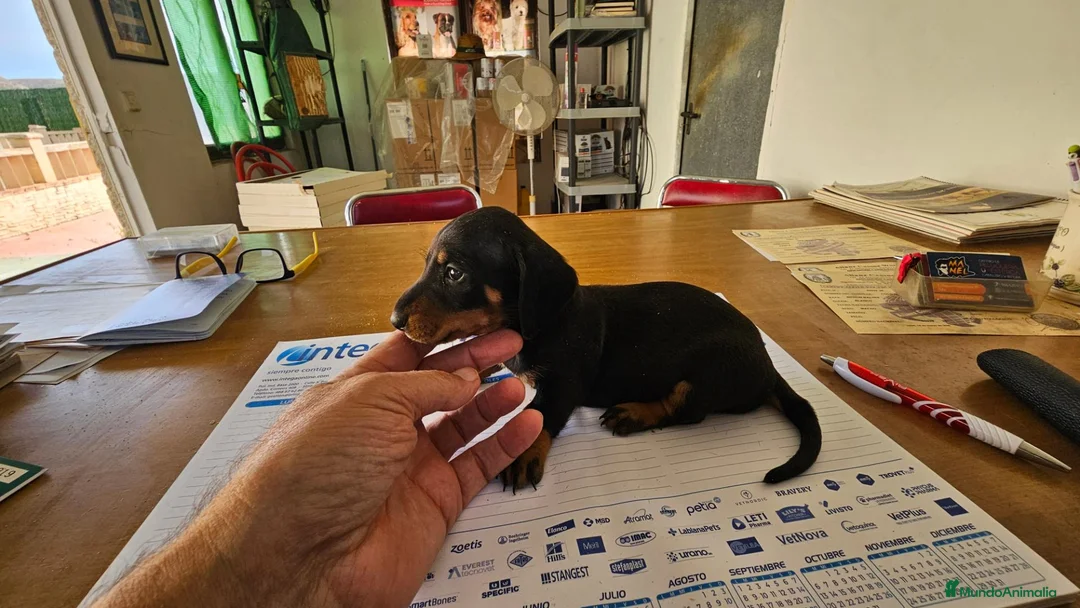 Teckel perros en venta: Cachorritos teckel KaniChen  - Anuncio 2