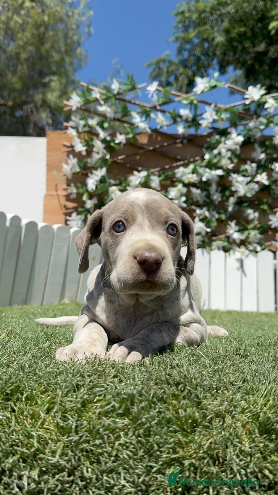 Braco Alemán de Pelo Corto perros en venta: BRACO ALEMAN - Anuncio 7