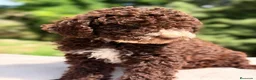 Perro de Agua Español perros en venta: Perro de agua chocolate  - Anuncio 3