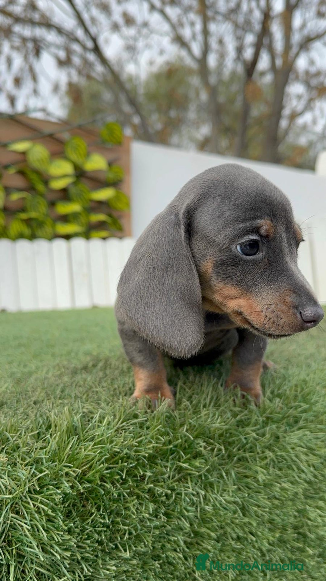 Teckel Miniatura perros en venta: TECKEL MINIATURA BLUE - Anuncio 17