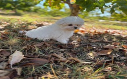 Bichón Maltés perros en venta: Bichon Maltés toy Macho para disponible  - Imagen 8