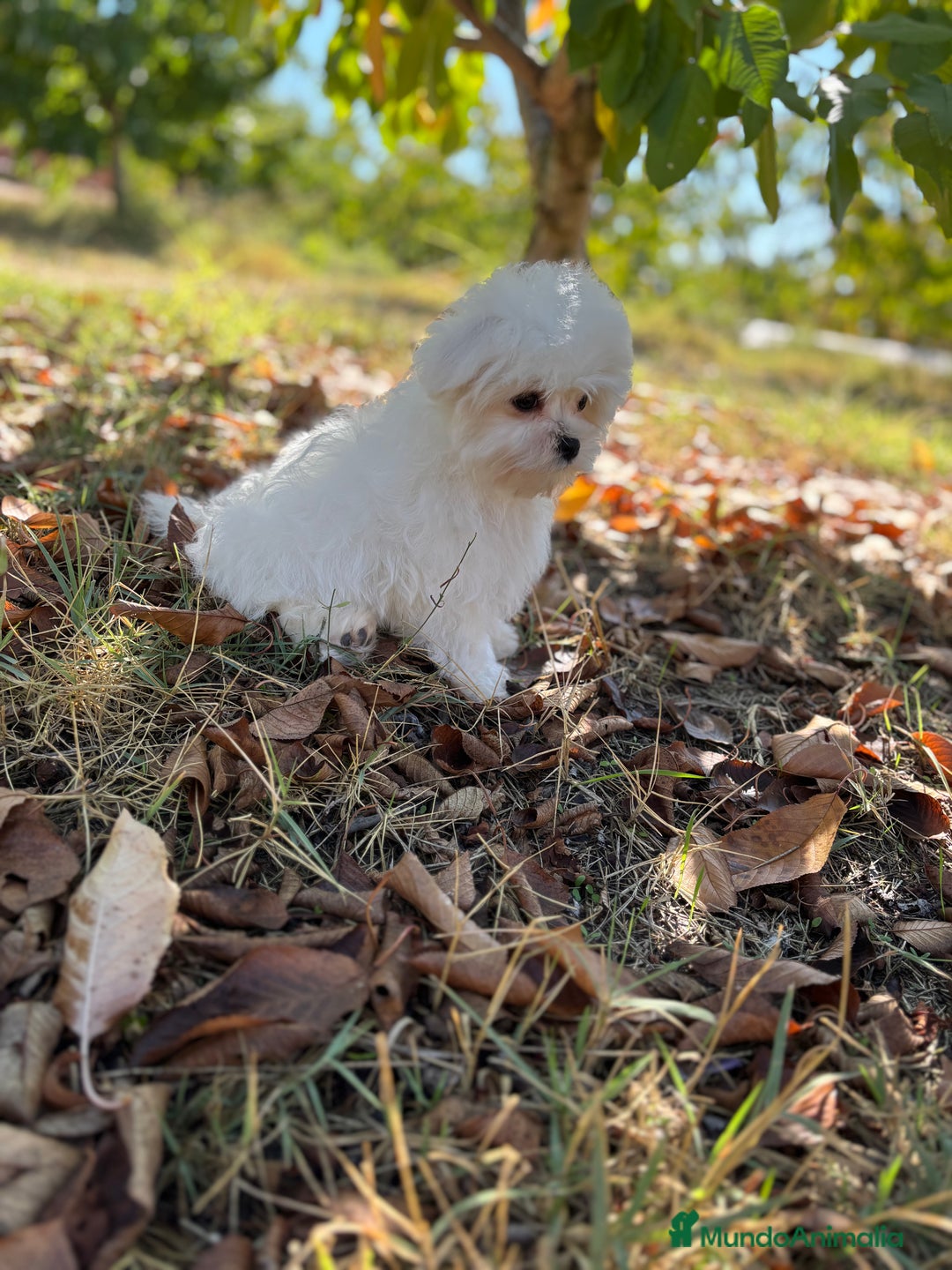 Bichón Maltés perros en venta: Bichon Maltés toy Macho para disponible  - Imagen 8