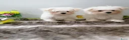 Bichón Maltés perros en venta: Bichón maltes - Anuncio 1