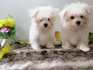Bichón Maltés perros Bichón maltes - Anuncio 1