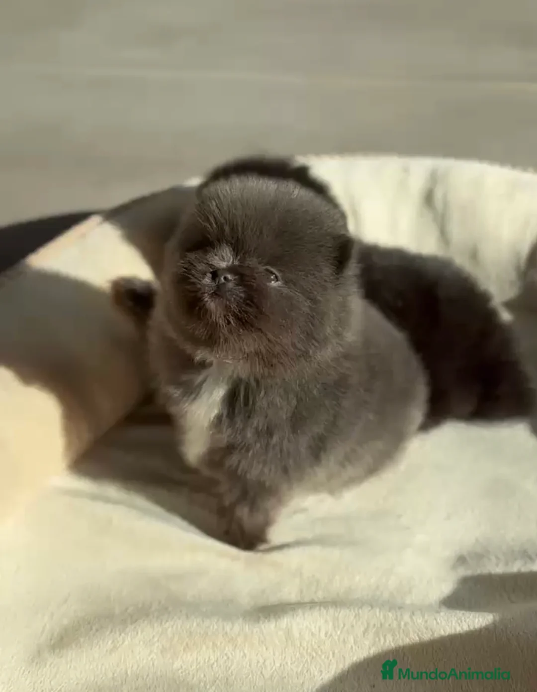 Pomerania perros en venta: Lulú de pomerania colores exoticos  - Anuncio 5