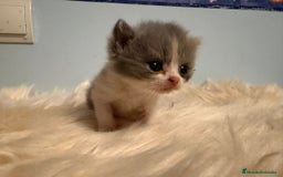Británico de Pelo Corto gatos en venta: Hembra British bicolor - Imagen 4
