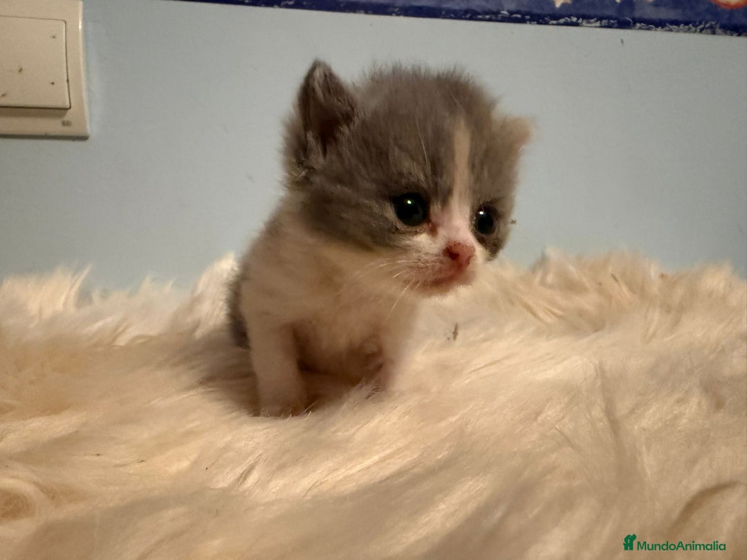 Británico de Pelo Corto gatos en venta: Hembra British bicolor - Imagen 4
