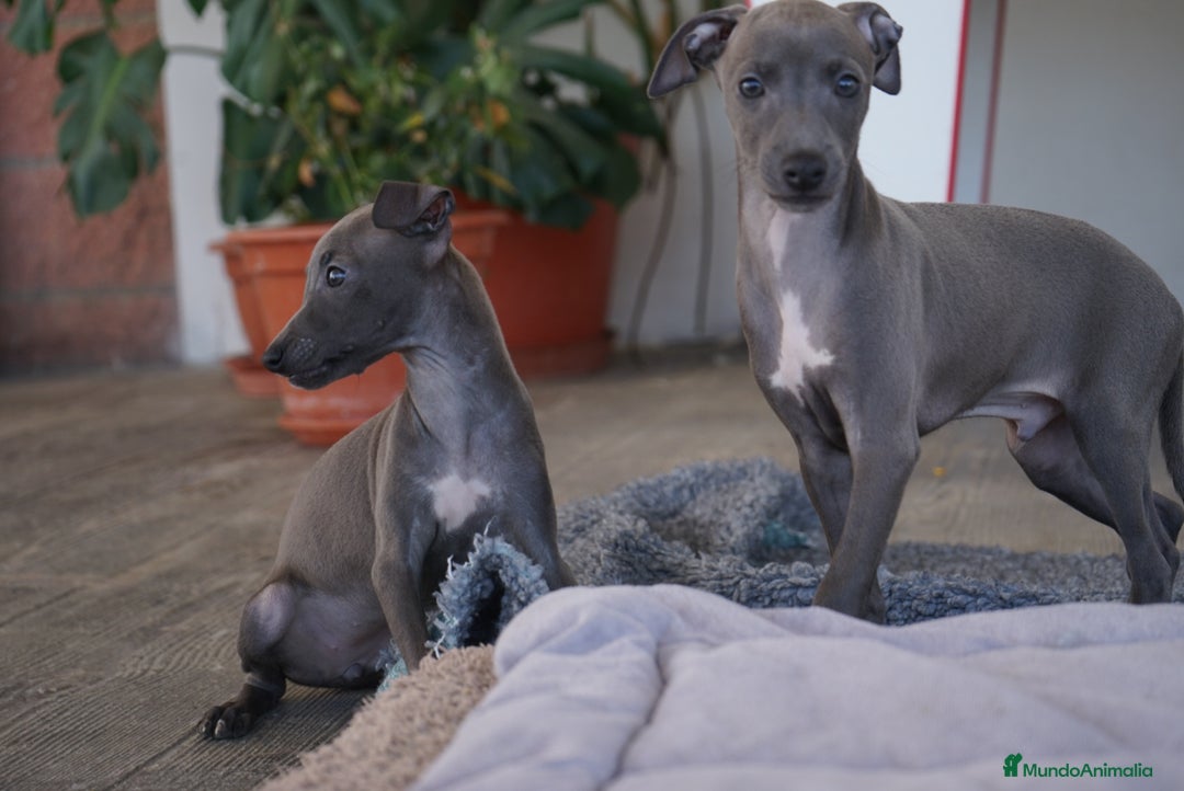 Pequeño Lebrel Italiano perros en venta: 🌟 Sirius y Selena – Galgos italianos blue 🐾 - Imagen 2