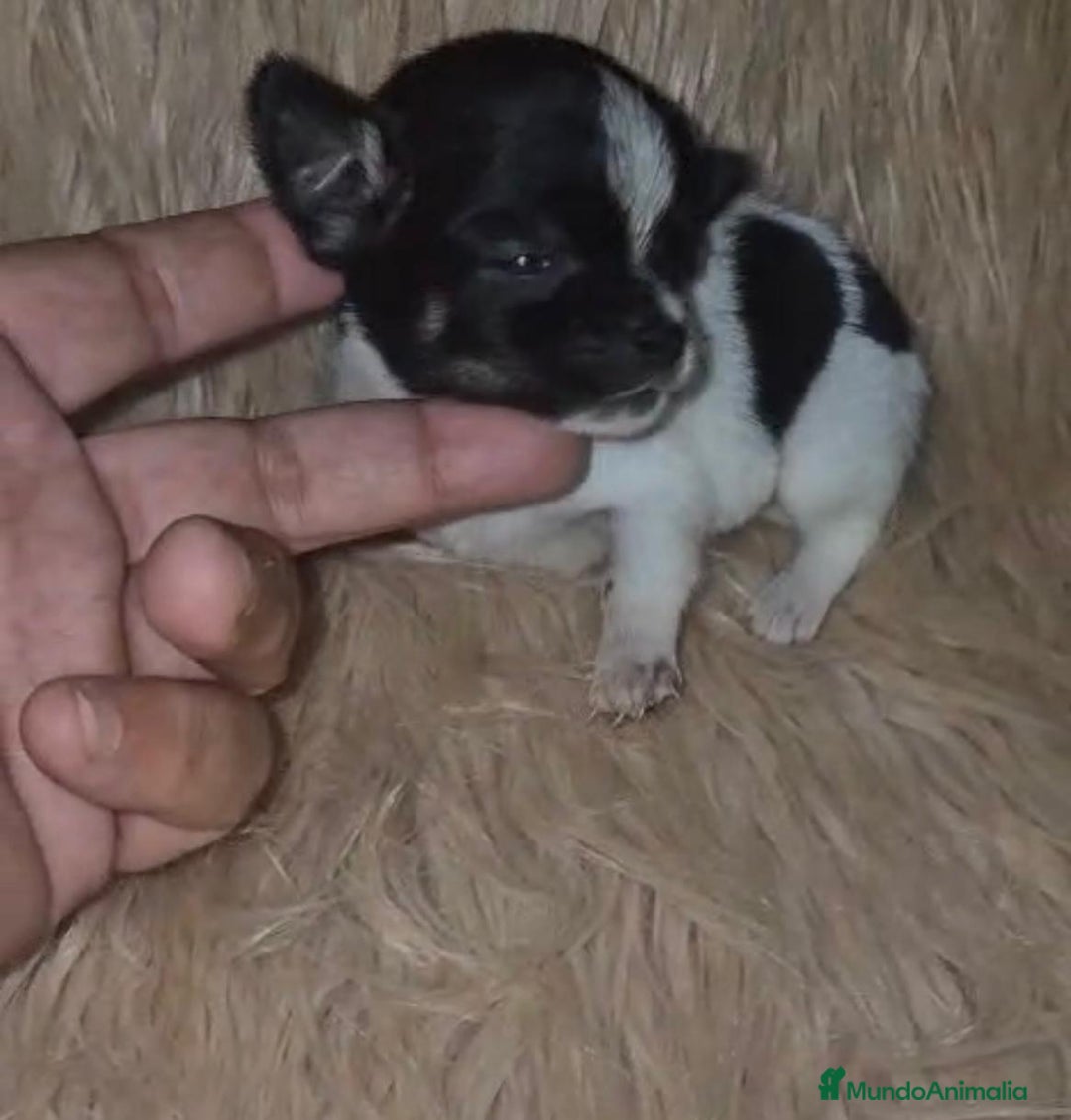Chihuahua perros en venta: Chihuahua mini-toy ruso - Imagen 21