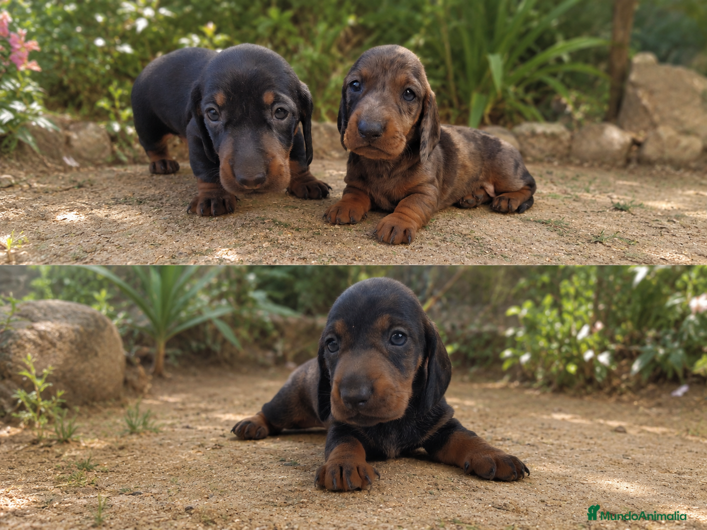 Teckel perros Teckel mini macho💙🐾 - Anuncio 34