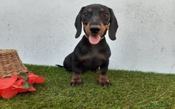 Teckel perros en venta: TECKEL negro fuego  - Imagen 2