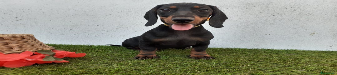 Teckel Cachorro 1