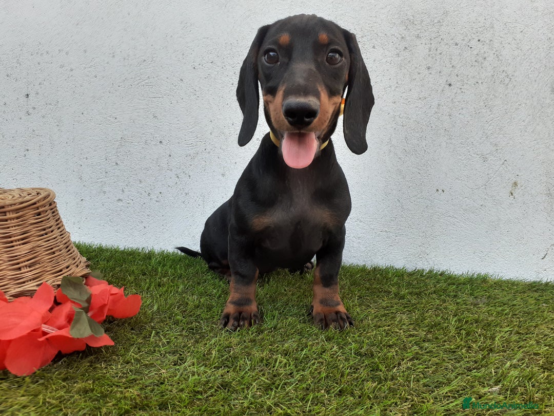 Teckel perros en venta: TECKEL negro fuego  - Imagen 2