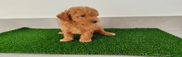 Caniche Toy perros en venta: Caniches toy - Anuncio 14