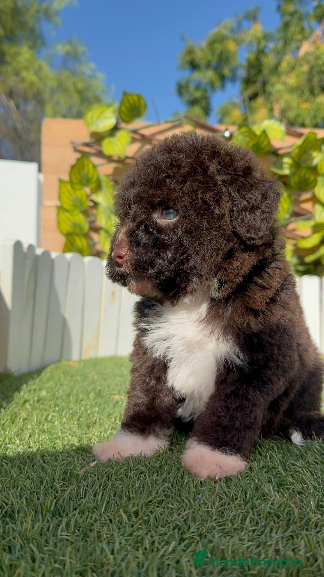 Perro de Agua Español perros en venta: PERRO DE AGUA ESPAÑOL HEMBRA - Imagen 9
