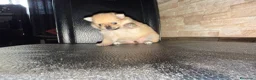 Pomerania perros en venta: Pomerania toy - Anuncio 3