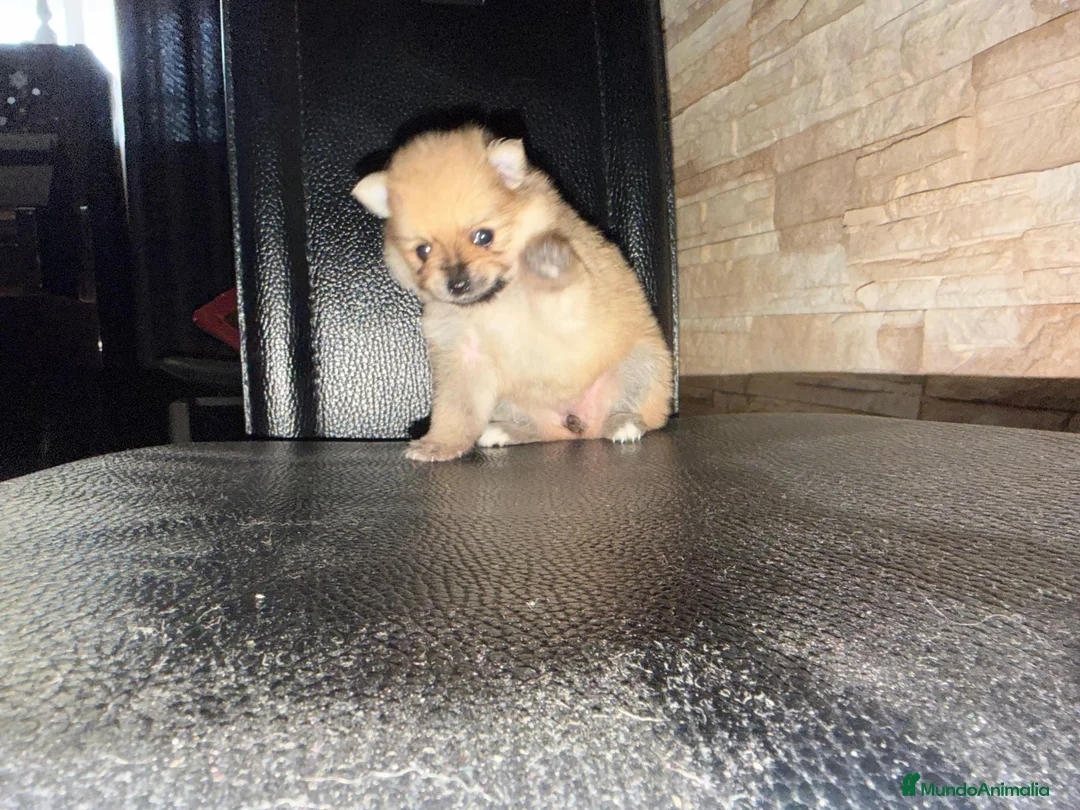 Pomerania perros en venta: Pomerania toy - Anuncio 3