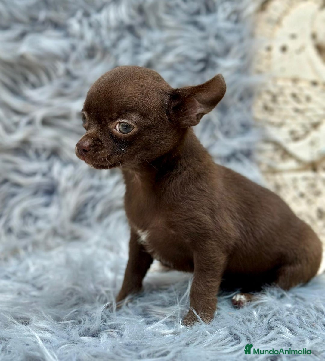 Chihuahua perros en venta: Chihuahua toy chocolate  - Imagen 6