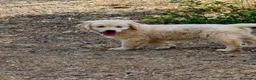Golden Retriever perros en venta: Golden Retriever línea inglesa  - Anuncio 4