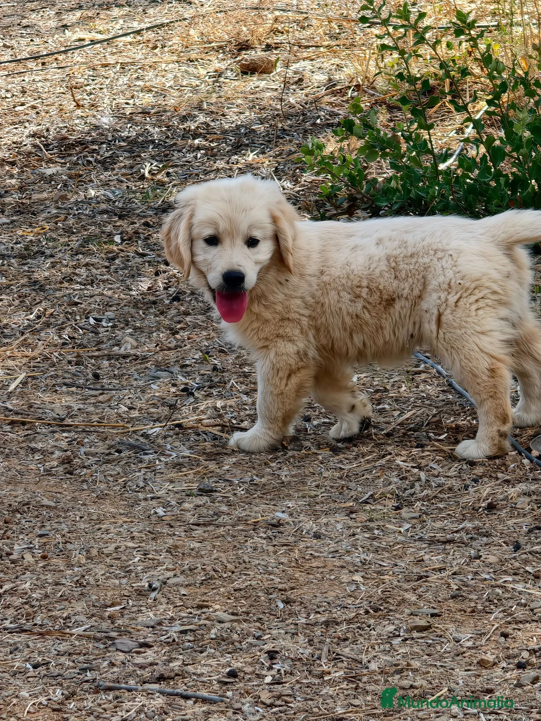 Golden Retriever perros en venta: Golden Retriever línea inglesa  - Anuncio 4