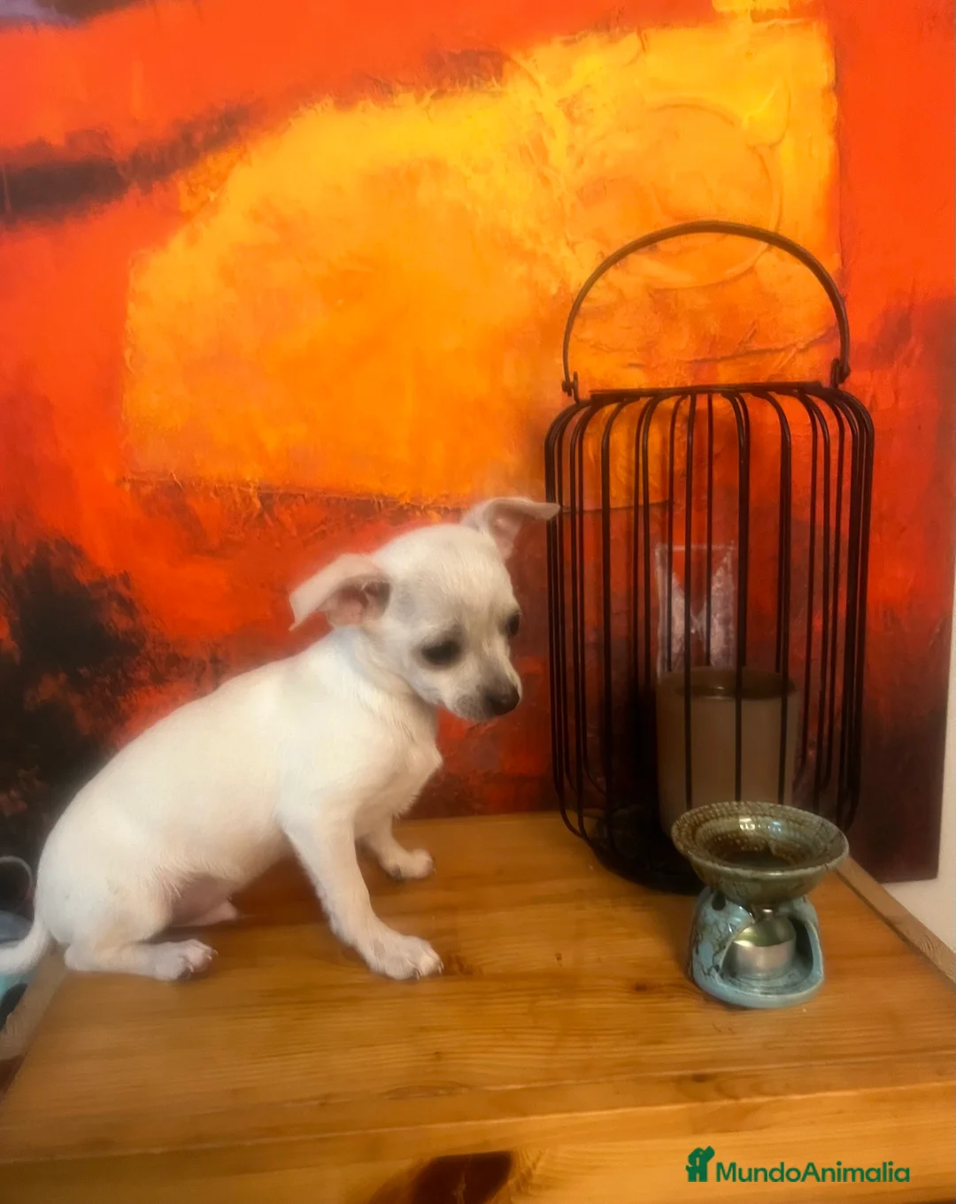 Chihuahua perros en venta: Chihuhua mini  en Barcelona - Anuncio 2