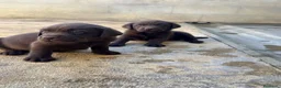 Labrador Retriever perros en venta: CACHORROS DE LABRADOR CHOCOLATE  - Anuncio 2
