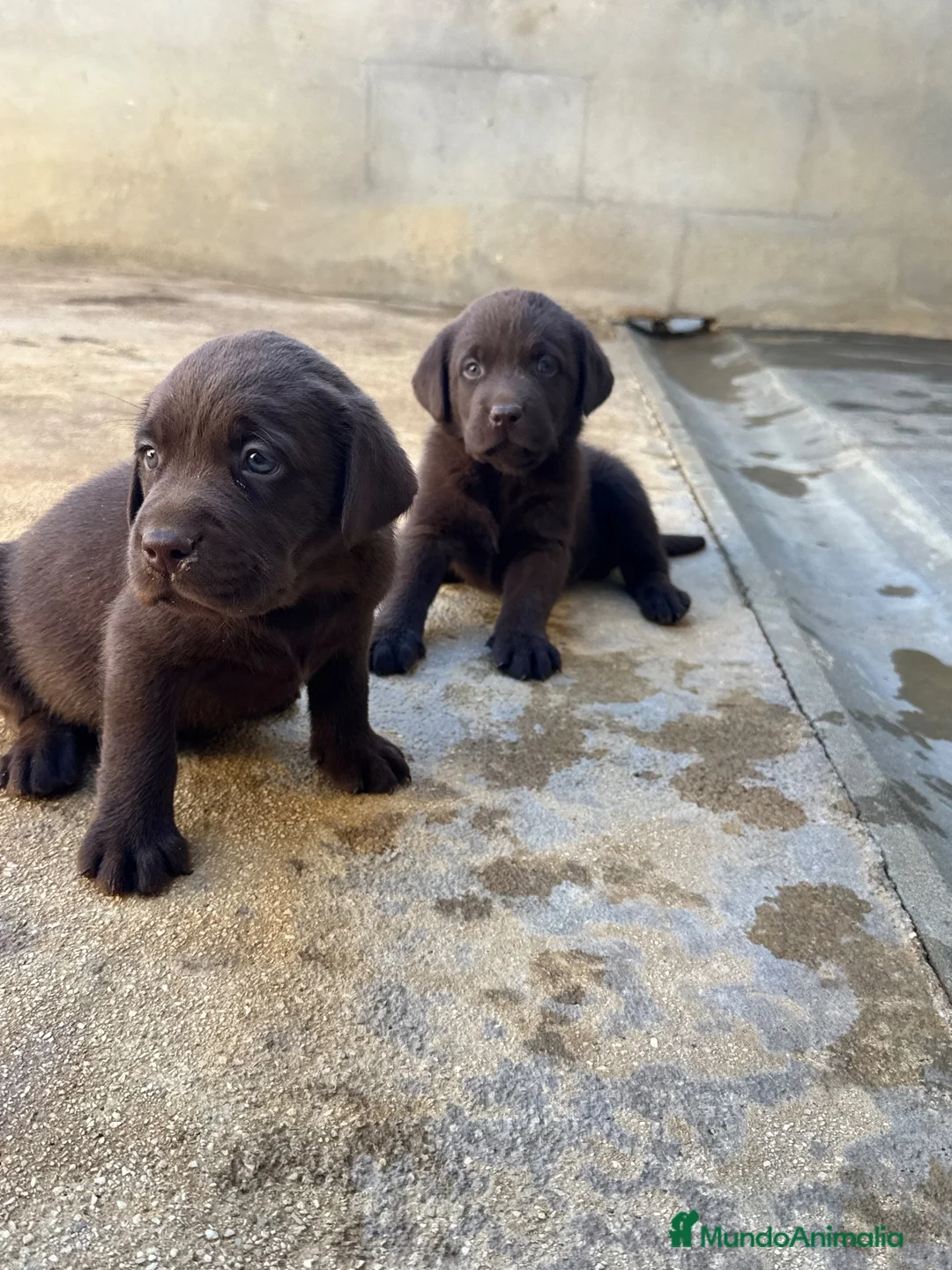 Labrador Retriever perros en venta: CACHORROS DE LABRADOR CHOCOLATE  - Anuncio 2