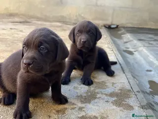 Labrador Retriever perros CACHORROS DE LABRADOR CHOCOLATE - Anuncio 2