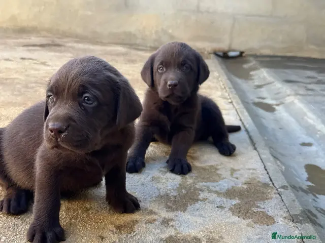 Labrador Retriever perros CACHORROS DE LABRADOR CHOCOLATE - Anuncio 2