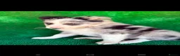 Border Collie perros en venta: Border collies blue merles - Anuncio 4