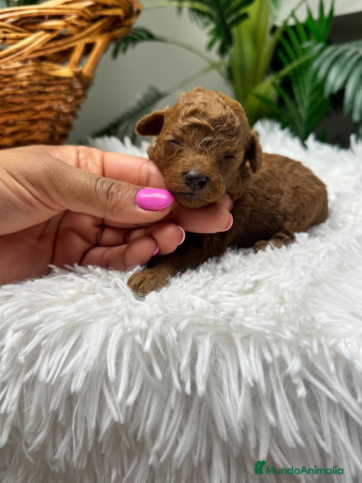 Raza Mixta perros CANICHE TOY ROJO - Anuncio 2