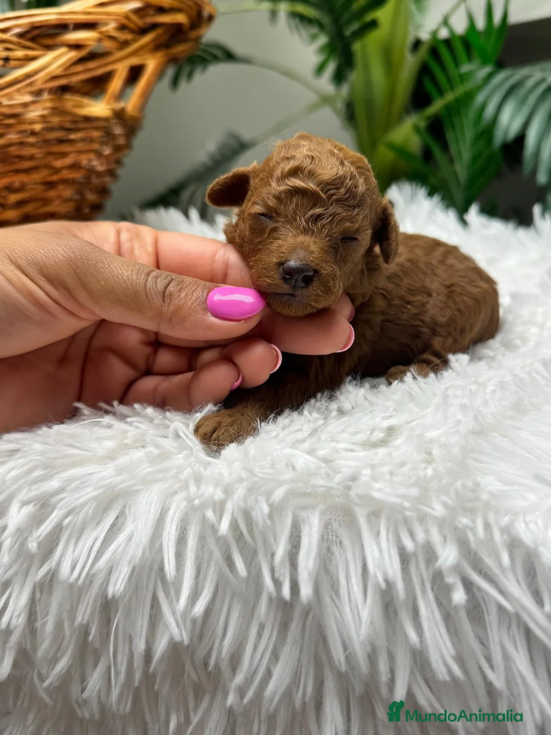 Raza Mixta perros en venta: CANICHE TOY ROJO - Anuncio 1