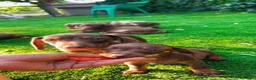 Teckel perros en venta: Baby Teckel en Tarragona  - Anuncio 3