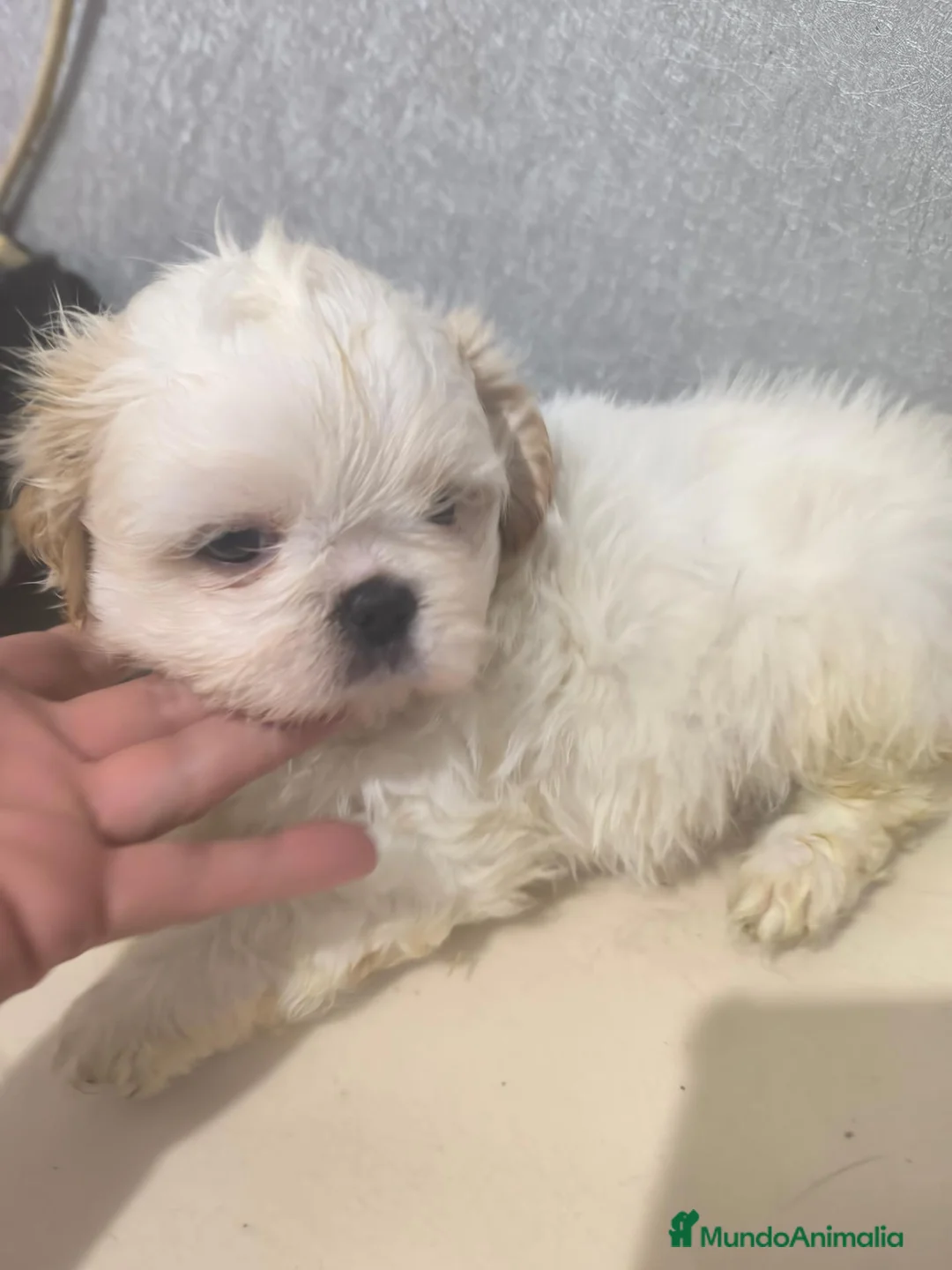 Shih Tzu perros en venta: Shihtzu mini en Curtis ,la Coruña  - Anuncio 2