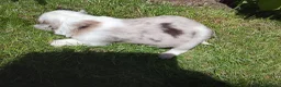 Border Collie perros en venta: Cachorros de border collie 6 - Anuncio 3