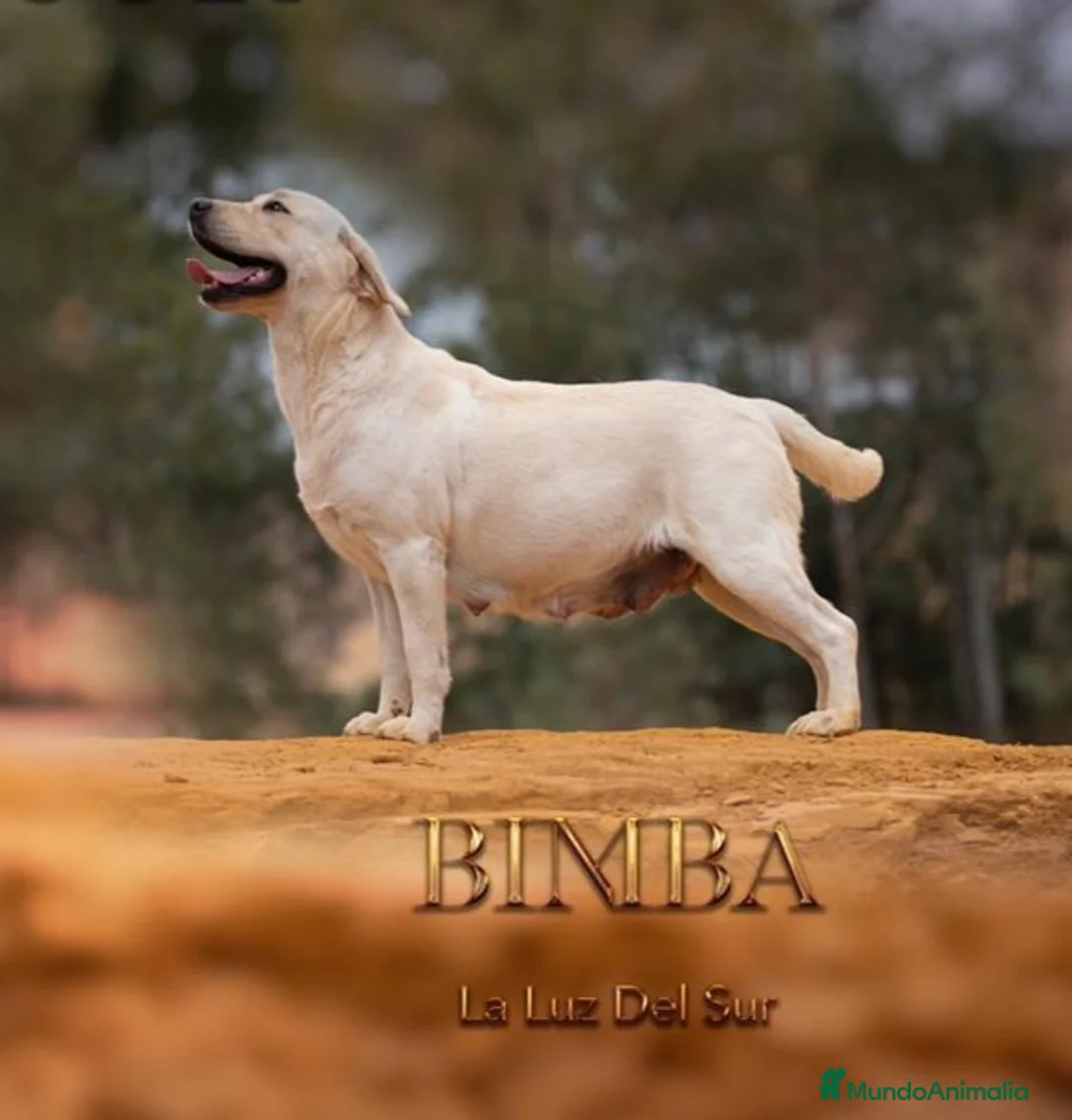 Labrador Retriever perros en venta: Cachorros de labrador retrievers amarillos  - Anuncio 10