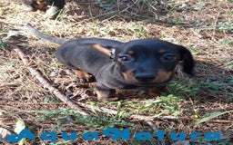 Teckel Miniatura perros en venta: Teckel Macho de Tiana y Tilo 4491 AQUANATURA - Imagen 6